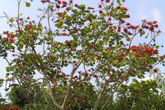 Erythrina variegata